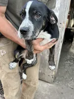 Nova, a female Australian Cattle Dog and German Shepherd Dog for sale in Boone, IA – 2 of 4
