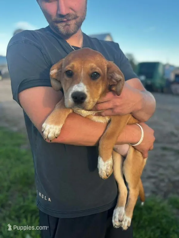 Winnie – Australian Cattle Dog, German Shepherd Dog puppy for sale in Boone, IA