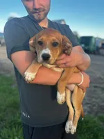 Winnie, a female Australian Cattle Dog and German Shepherd Dog for sale in Boone, IA – 1 of 1
