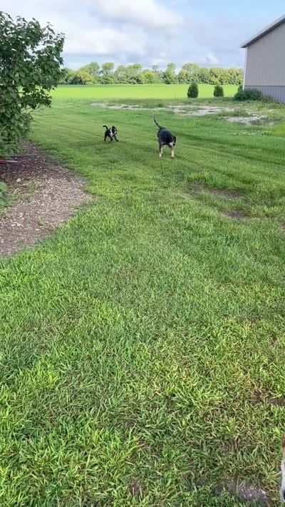 Nova, a female Australian Cattle Dog and German Shepherd Dog for sale in Boone, IA – 4 of 4