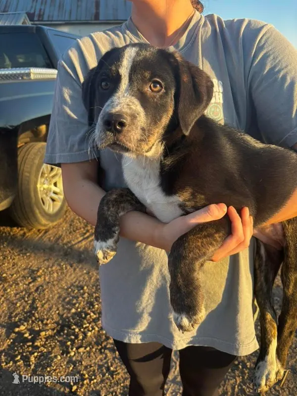 Nova – Australian Cattle Dog, German Shepherd Dog puppy for sale in Boone, IA