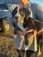 Nova, a female Australian Cattle Dog and German Shepherd Dog for sale in Boone, IA – 1 of 4