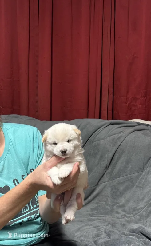 Arlo, a male Shiba Inu for sale in Atkinson, NE – Photo 1 of 2