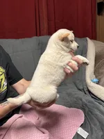 Adele, a female Shiba Inu for sale in Atkinson, NE – Photo 2 of 2