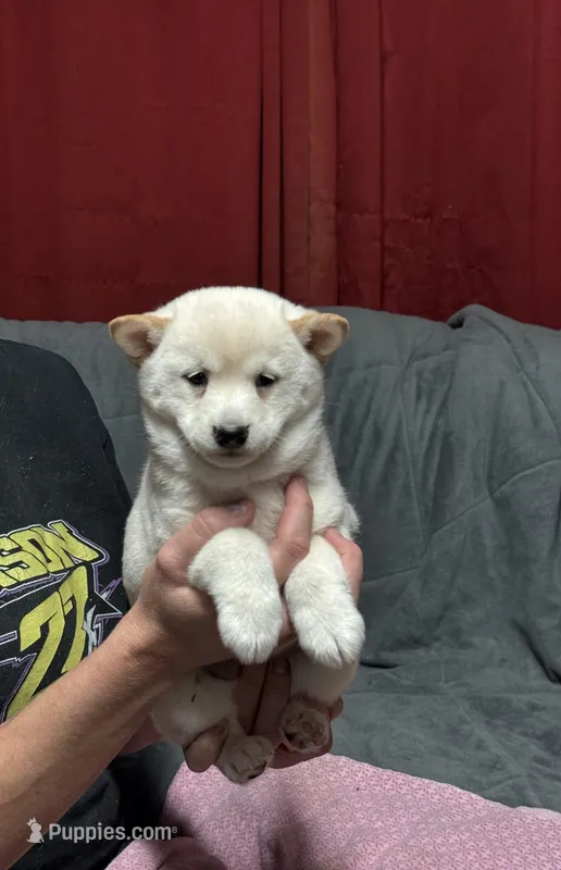 Adele, a female Shiba Inu for sale in Atkinson, NE – Photo 1 of 2