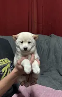 Adele, a female Shiba Inu for sale in Atkinson, NE – Photo 1 of 2