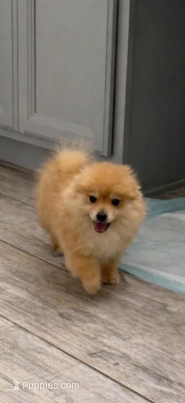 Foxy – Pomeranian puppy for sale in Orlando, FL