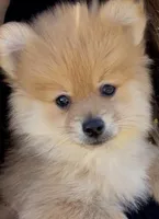Foxy, a male Pomeranian for sale in Orlando, FL – Photo 3 of 3
