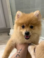 Foxy, a male Pomeranian for sale in Orlando, FL – Photo 2 of 3