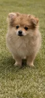 Freddy, a male Pomeranian for sale in Orlando, FL – Photo 2 of 2