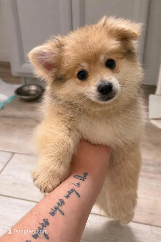 Freddy – Pomeranian puppy for sale in Orlando, FL