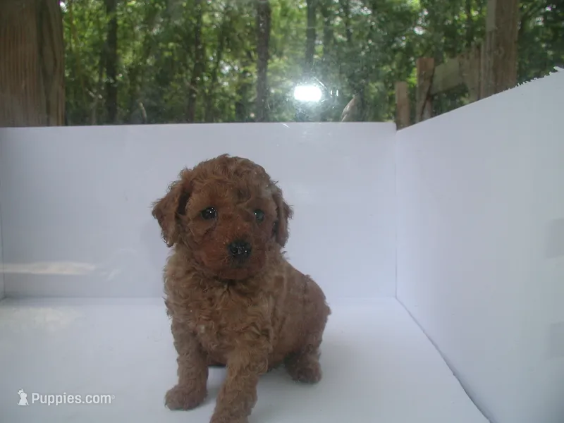 green guy – Poodle - Miniature  puppy for sale in Bryan, TX