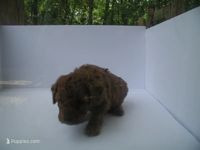 duke of orange – Poodle - Miniature  puppy for sale in Bryan, TX