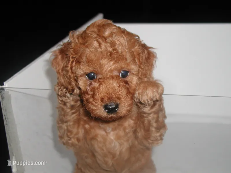 green guy – Poodle - Miniature  puppy for sale in Bryan, TX