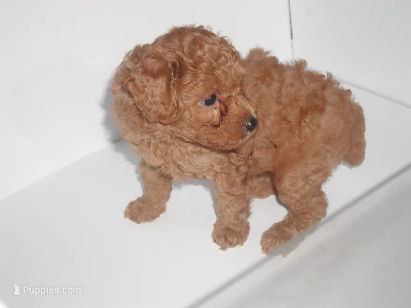 duke of orange – Poodle - Miniature  puppy for sale in Bryan, TX