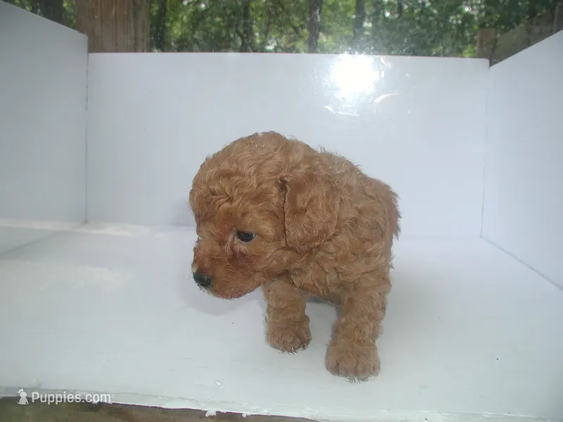 purple knight – Poodle - Miniature  puppy for sale in Bryan, TX