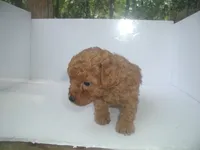 purple knight, a male Poodle - Miniature  for sale in Bryan, TX – 1 of 1