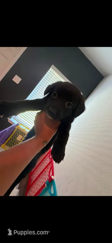 Naila  – Shepadoodle puppy for sale in Houston, TX