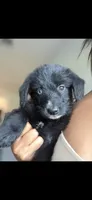 Bluey, a female Shepadoodle for sale in Houston, TX – 2 of 2