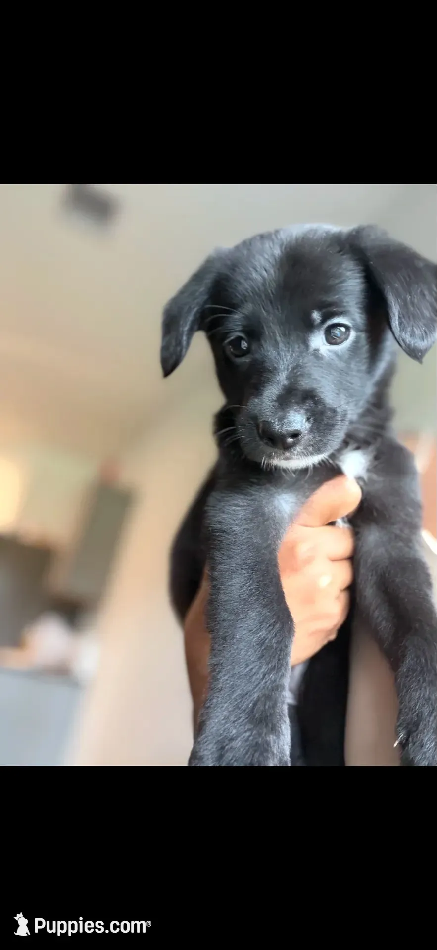 Naila , a female Shepadoodle for sale in Houston, TX – 2 of 2