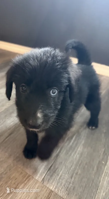 Bluey – Shepadoodle puppy for sale in Houston, TX