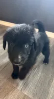 Bluey, a female Shepadoodle for sale in Houston, TX – 1 of 2