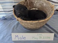 Skull Collar, a male German Shepherd Dog for sale in Hesperus, CO – 2 of 2