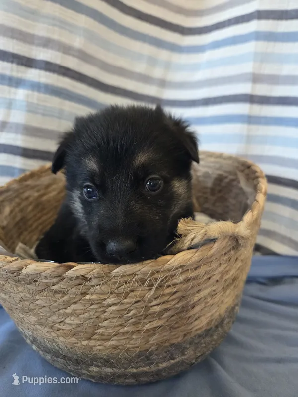 Black Collar – German Shepherd Dog puppy for sale in Hesperus, CO