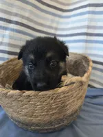 Black Collar, a male German Shepherd Dog for sale in Hesperus, CO – 1 of 2