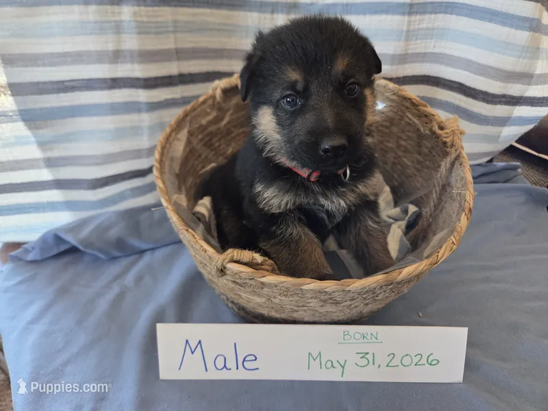 Red Collar – German Shepherd Dog puppy for sale in Hesperus, CO