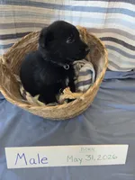 Sun/Moon Collar, a male German Shepherd Dog for sale in Hesperus, CO – 2 of 2