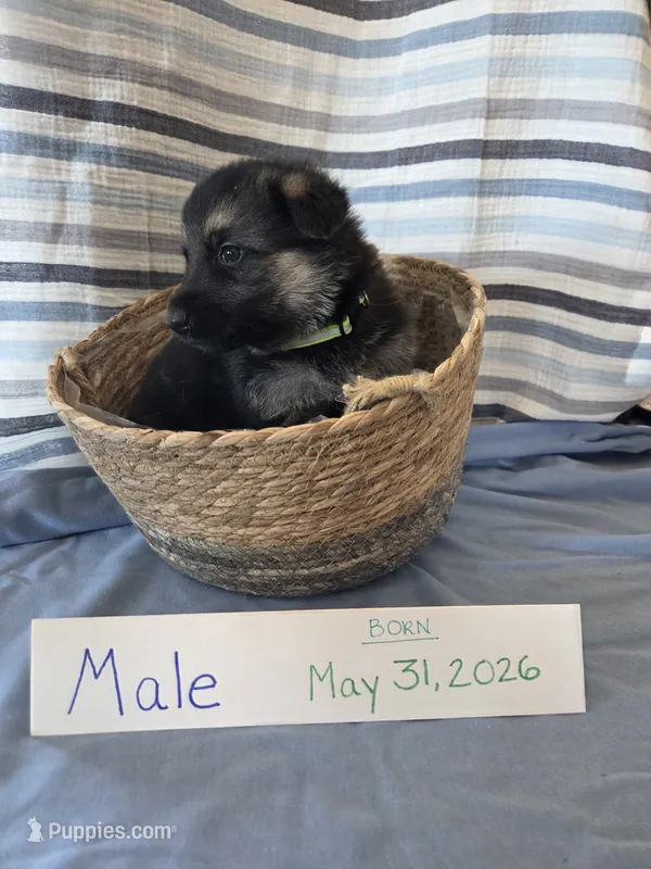 Neon Yellow Collar – German Shepherd Dog puppy for sale in Hesperus, CO