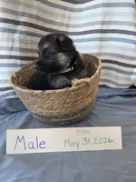 Neon Yellow Collar, a male German Shepherd Dog for sale in Hesperus, CO – 1 of 2