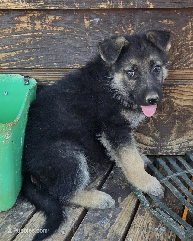 Turquoise Collar – German Shepherd Dog puppy for sale in Hesperus, CO