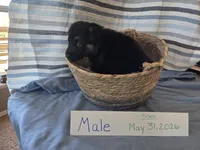 Black Collar, a male German Shepherd Dog for sale in Hesperus, CO – 2 of 2