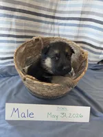 Neon Green Collar, a male German Shepherd Dog for sale in Hesperus, CO – 1 of 2