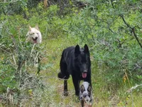 Black Collar, a male German Shepherd Dog for sale in Hesperus, CO – 7 of 8