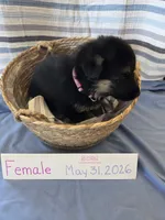 Hot Pink Collar, a female German Shepherd Dog for sale in Hesperus, CO – 2 of 4
