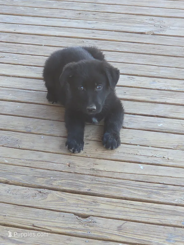 Sun/Moon Collar – German Shepherd Dog puppy for sale in Hesperus, CO