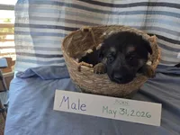 Yellow/Blue/Purple Collar, a male German Shepherd Dog for sale in Hesperus, CO – 2 of 2