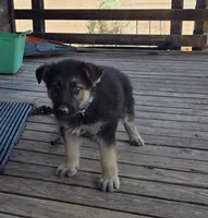 Black Collar, a male German Shepherd Dog for sale in Hesperus, CO – 3 of 8