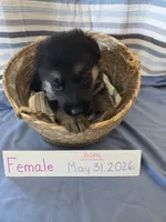 Hot Pink Collar, a female German Shepherd Dog for sale in Hesperus, CO – 3 of 4