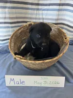 Skull Collar, a male German Shepherd Dog for sale in Hesperus, CO – 1 of 2