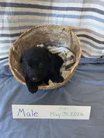 Sun/Moon Collar, a male German Shepherd Dog for sale in Hesperus, CO – 1 of 2
