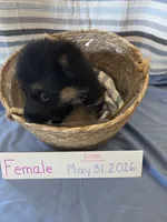 Hot Pink Collar, a female German Shepherd Dog for sale in Hesperus, CO – 4 of 4