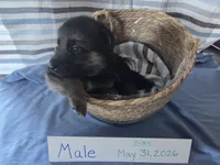 Turquoise Collar, a male German Shepherd Dog for sale in Hesperus, CO – 2 of 2