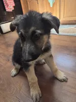 Black Collar, a male German Shepherd Dog for sale in Hesperus, CO – 2 of 8