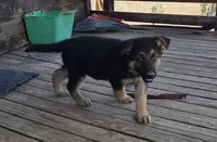 Rainbow Collar, a male German Shepherd Dog for sale in Hesperus, CO – 2 of 3