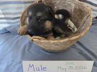 Neon Green Collar, a male German Shepherd Dog for sale in Hesperus, CO – 2 of 2