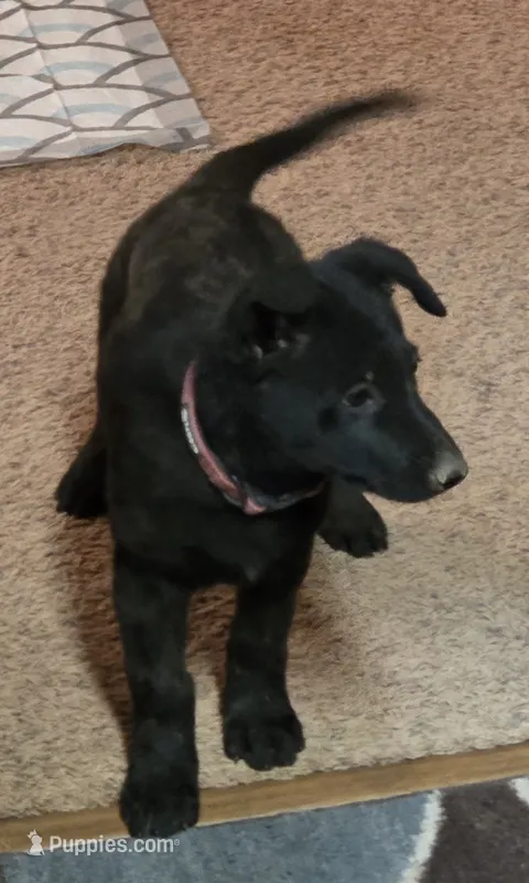 Pink Collar – German Shepherd Dog puppy for sale in Hesperus, CO